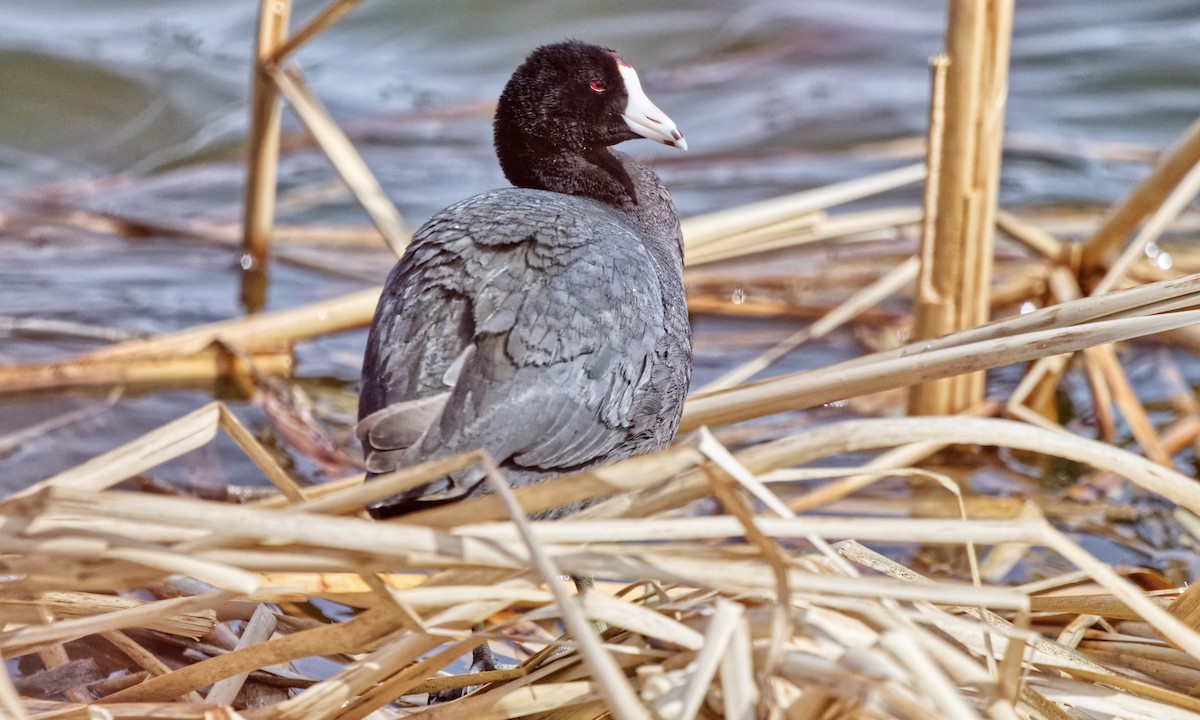 American Coot (Red-shielded) - ML618353746