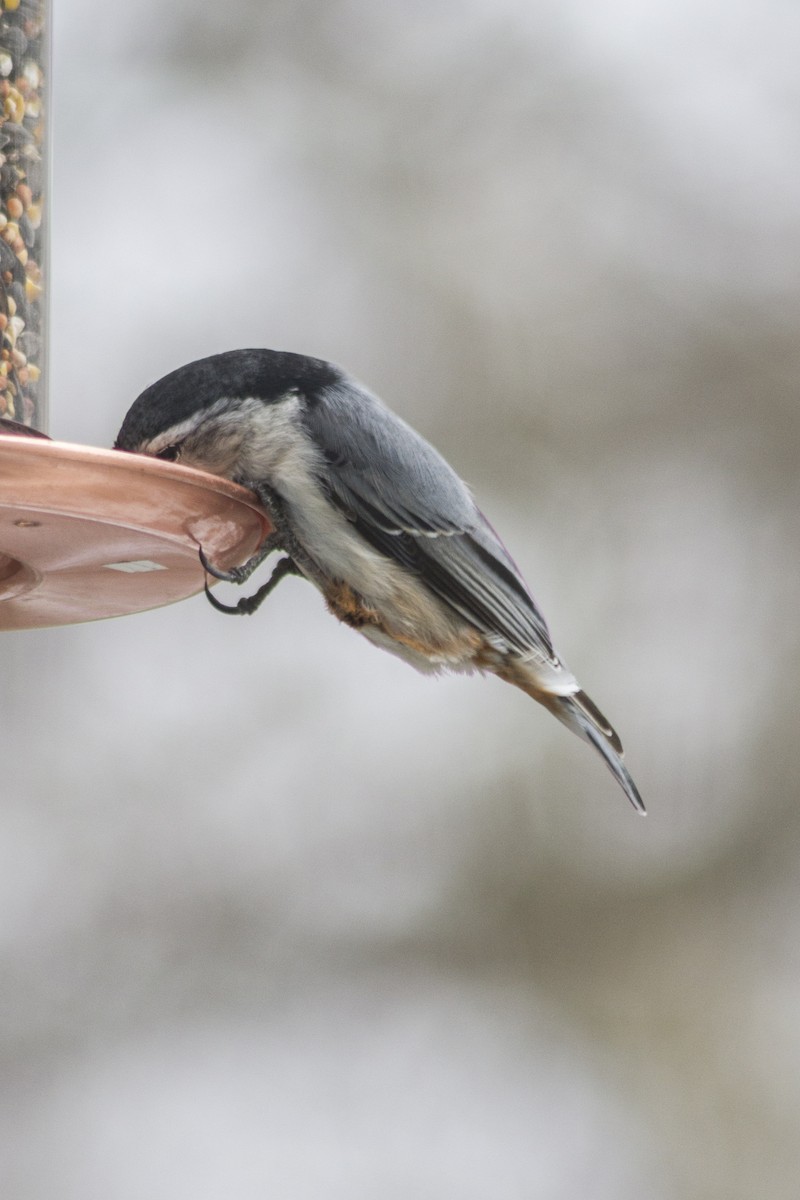 White-breasted Nuthatch - ML618353775