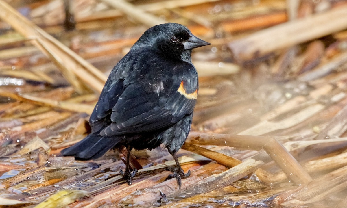 Red-winged Blackbird (Red-winged) - ML618353785