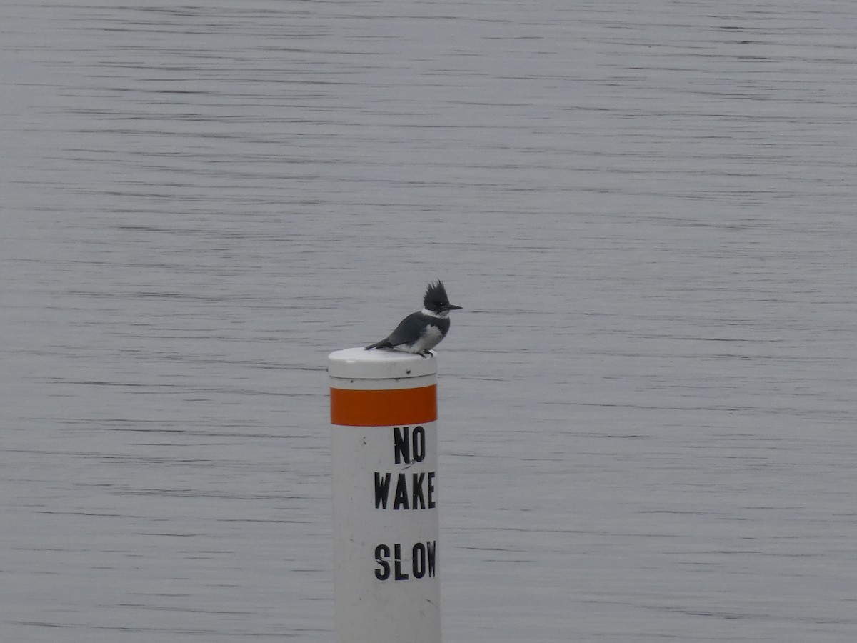 Belted Kingfisher - ML618353788