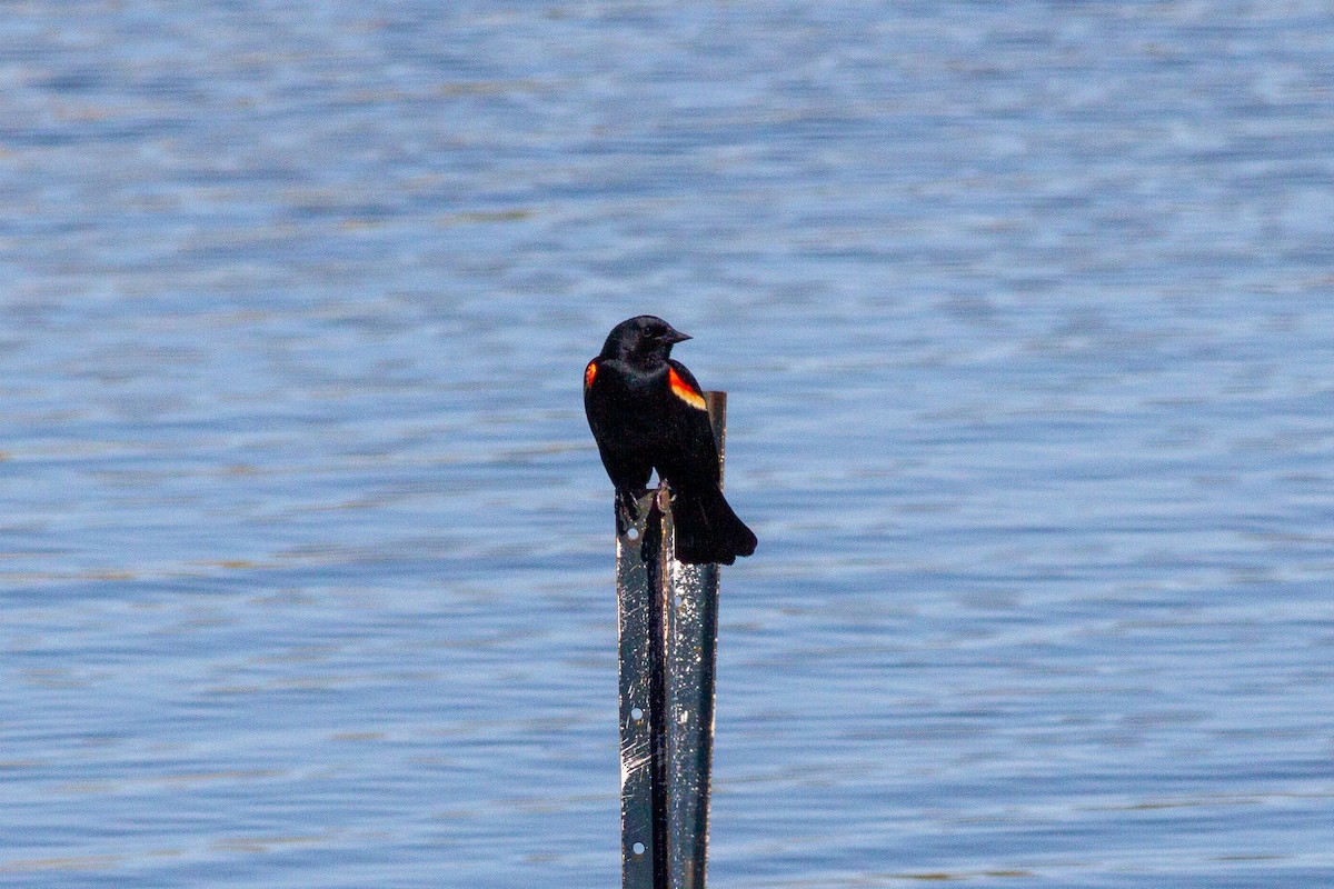 Red-winged Blackbird - Brolin Devine