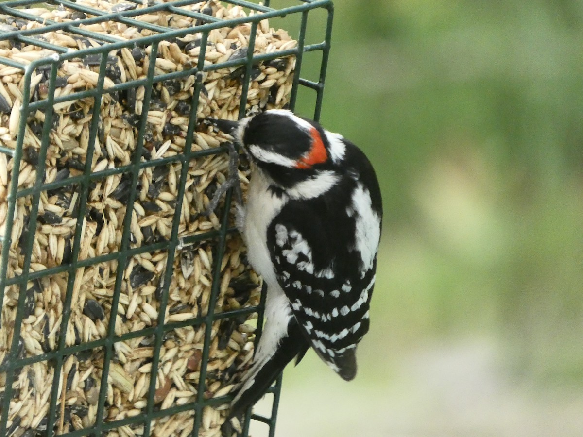Downy Woodpecker - ML618353825