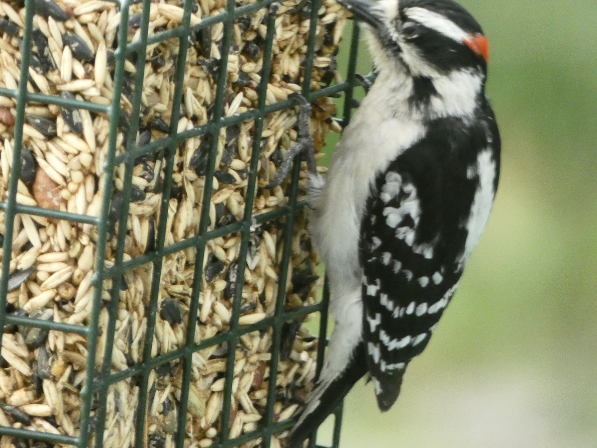 Downy Woodpecker - ML618353826