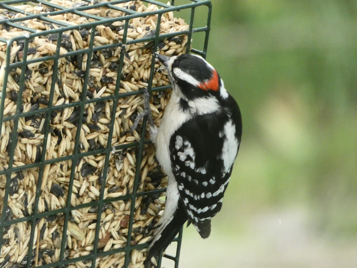 Downy Woodpecker - ML618353827