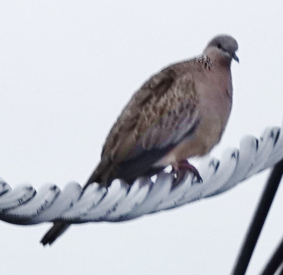 Spotted Dove - ML618353831