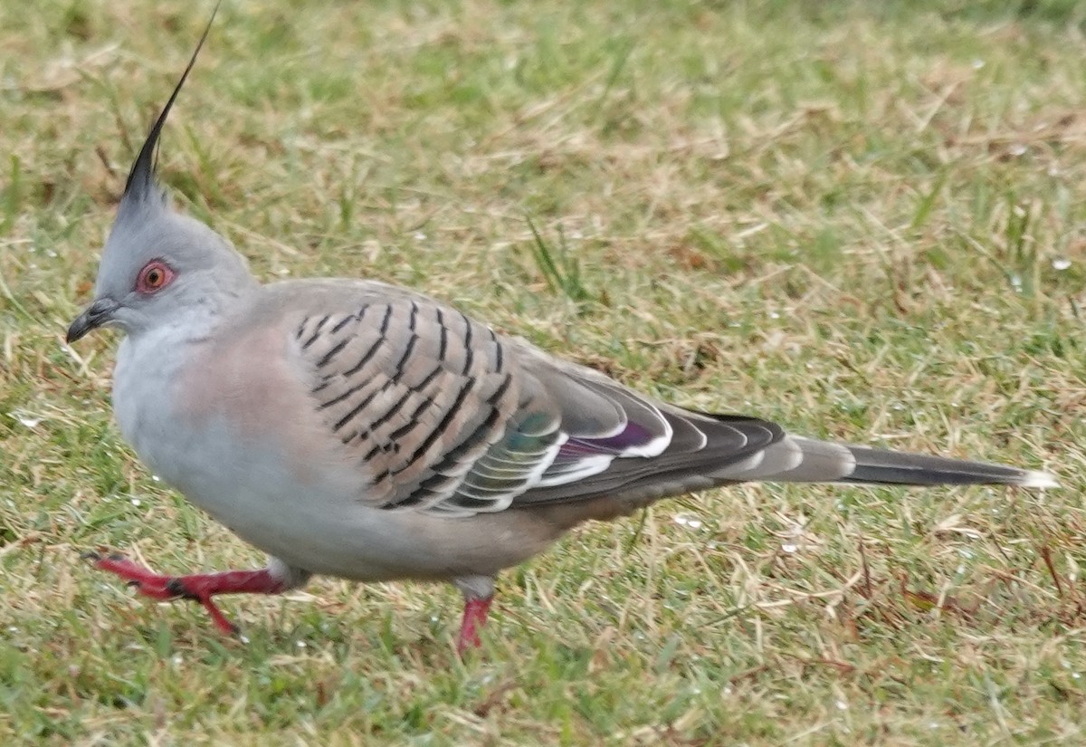 Crested Pigeon - ML618353854