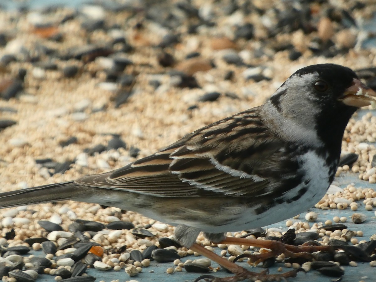 Harris's Sparrow - ML618353907