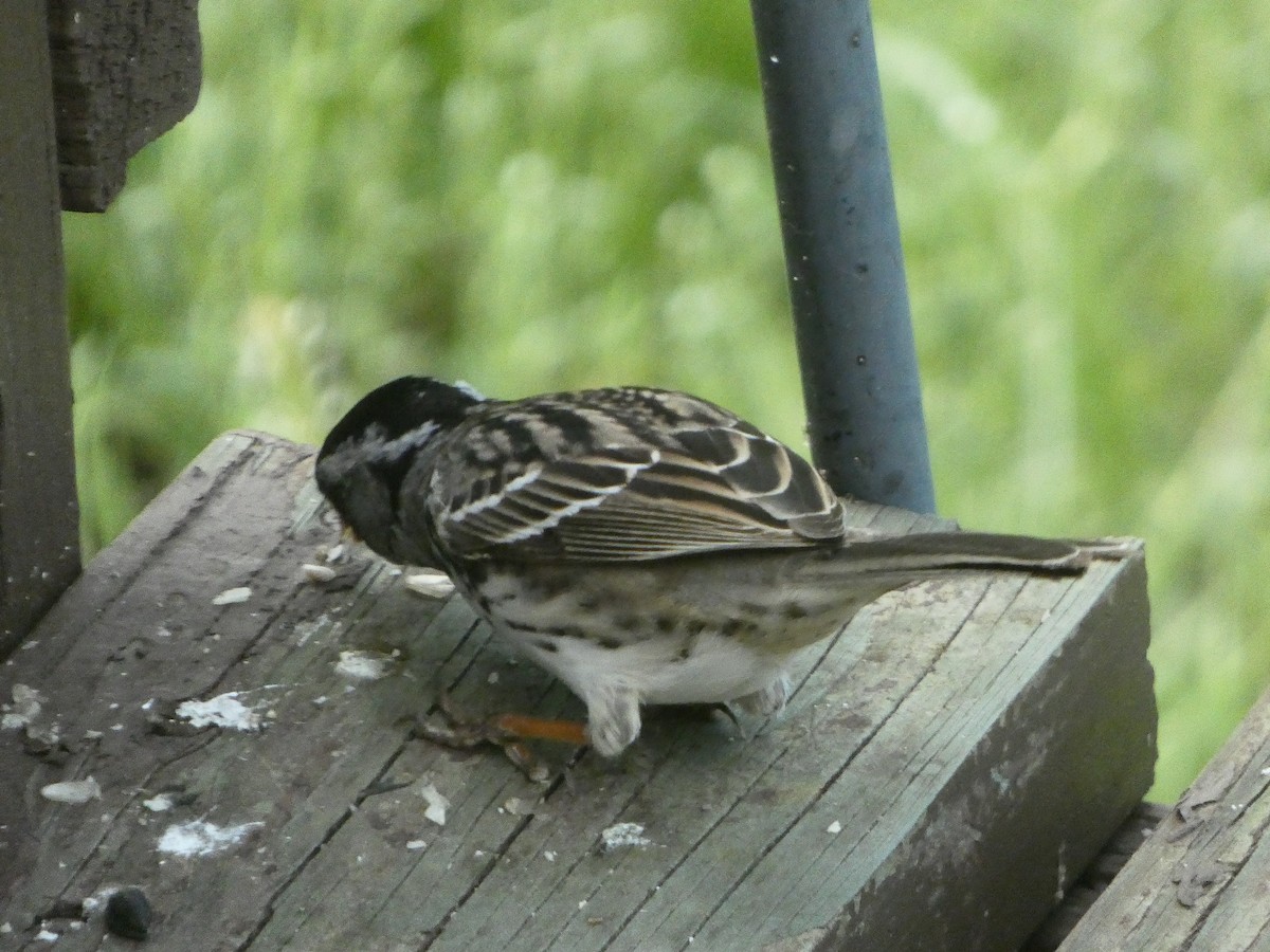 Harris's Sparrow - ML618353909
