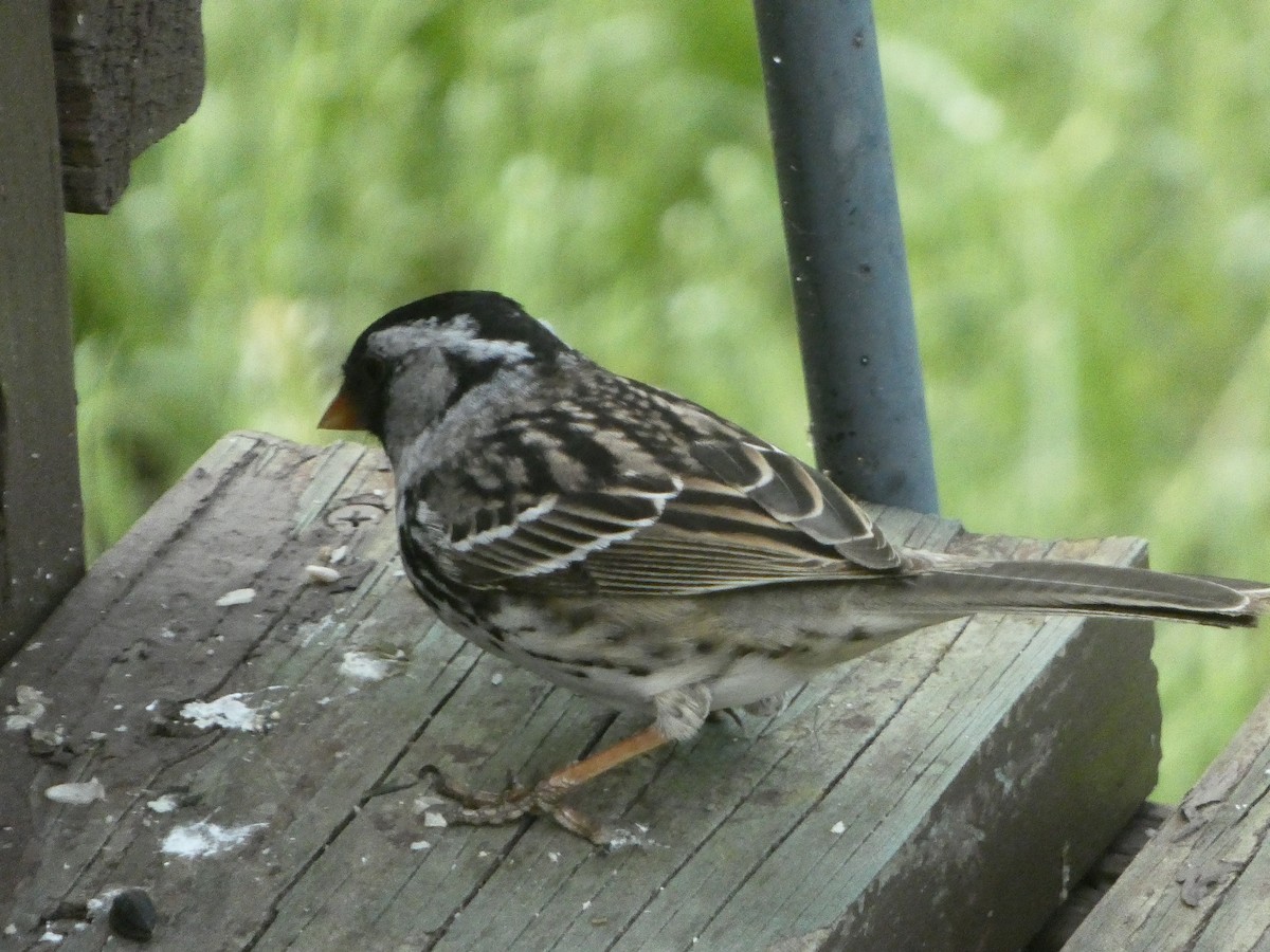Harris's Sparrow - ML618353911