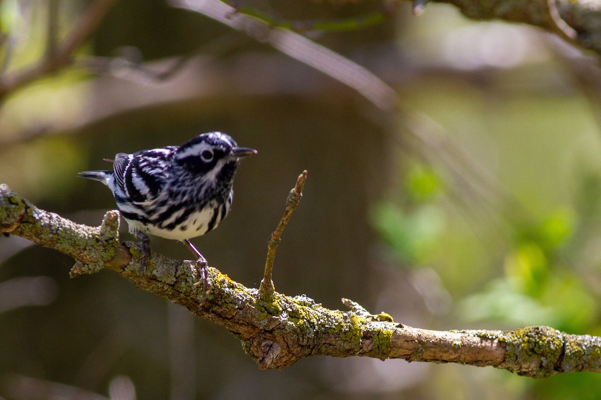 Black-and-white Warbler - ML618353930