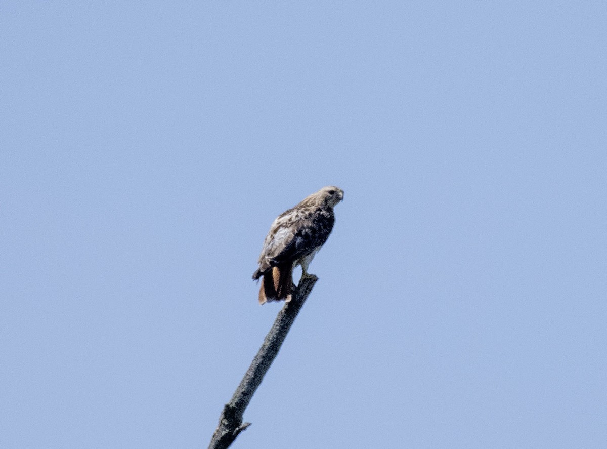 Red-tailed Hawk - ML618353982