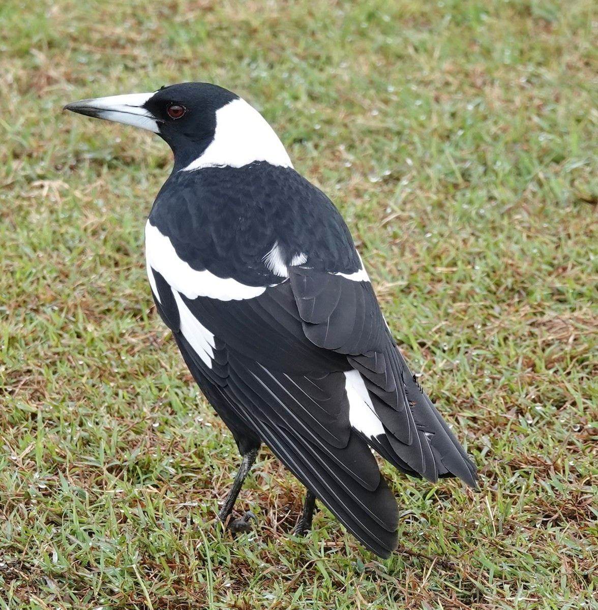 Australian Magpie (Black-backed) - ML618353994