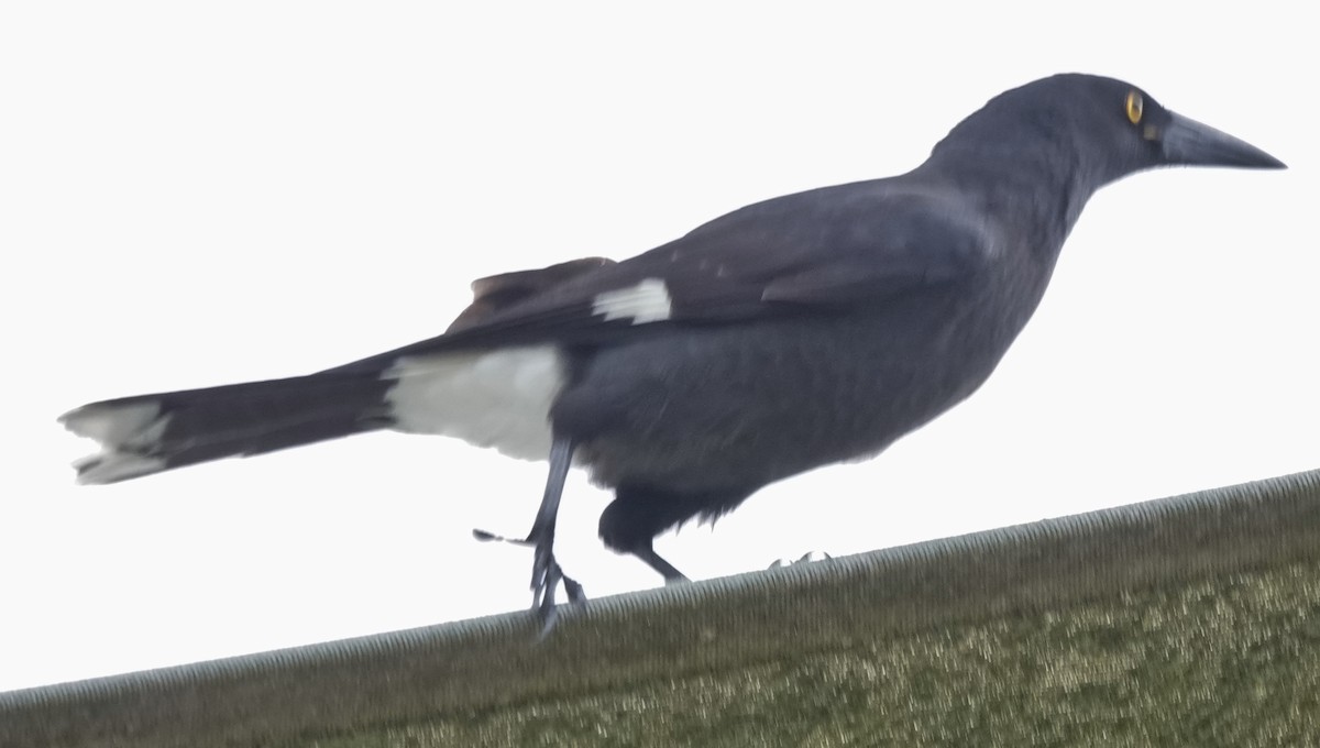 Pied Currawong - ML618354008