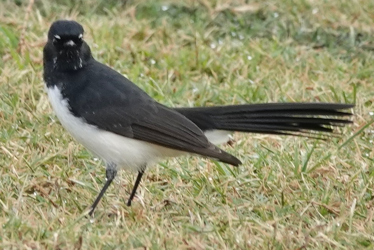 Willie-wagtail - ML618354013