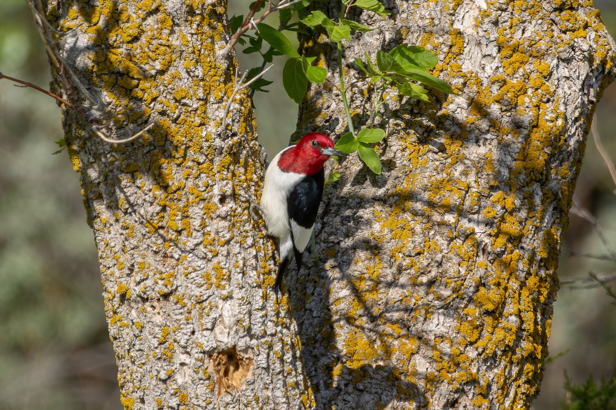 Red-headed Woodpecker - ML618354016