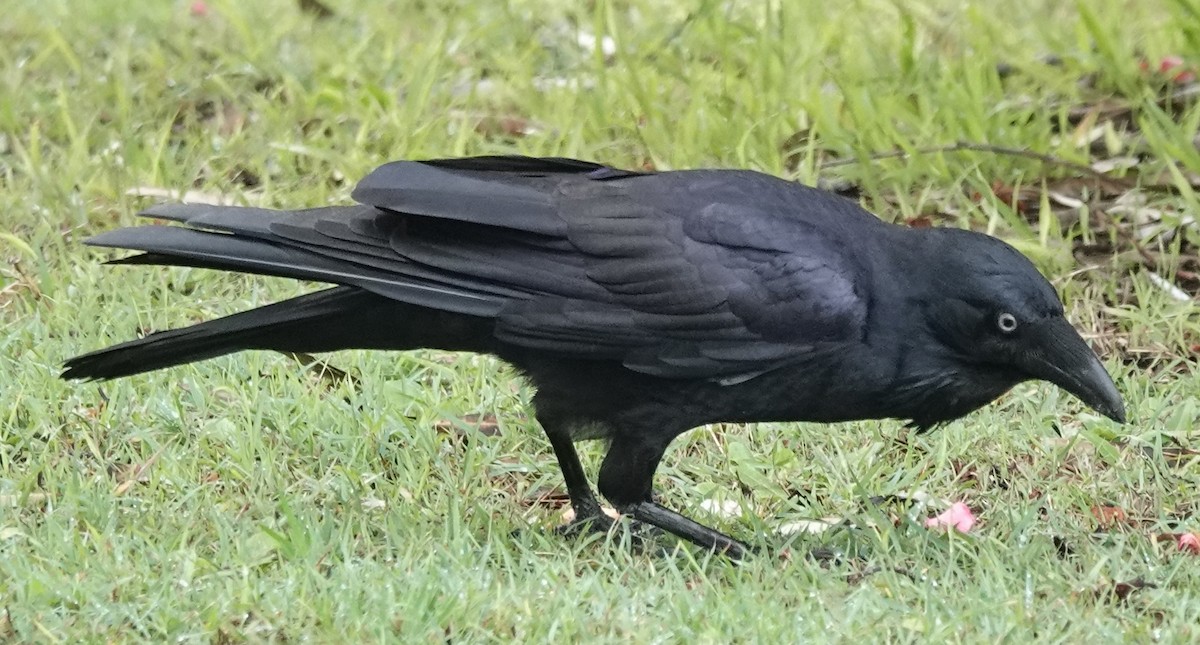 Australian Raven - ML618354034