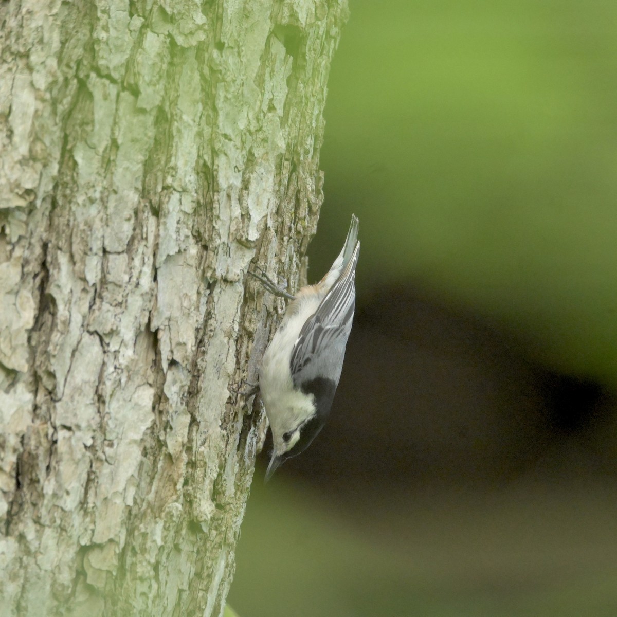 White-breasted Nuthatch - ML618354037