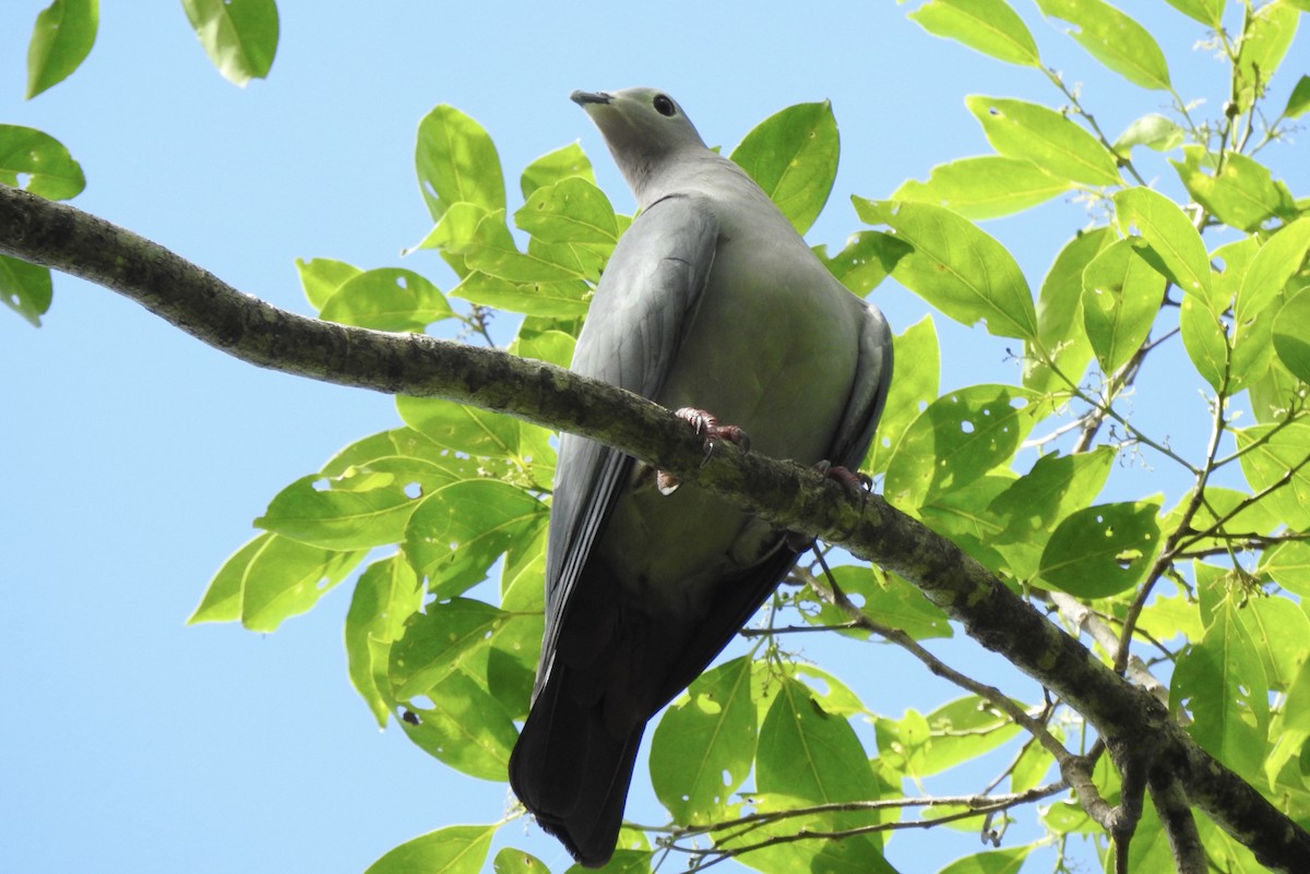 Island Imperial-Pigeon - ML618354060