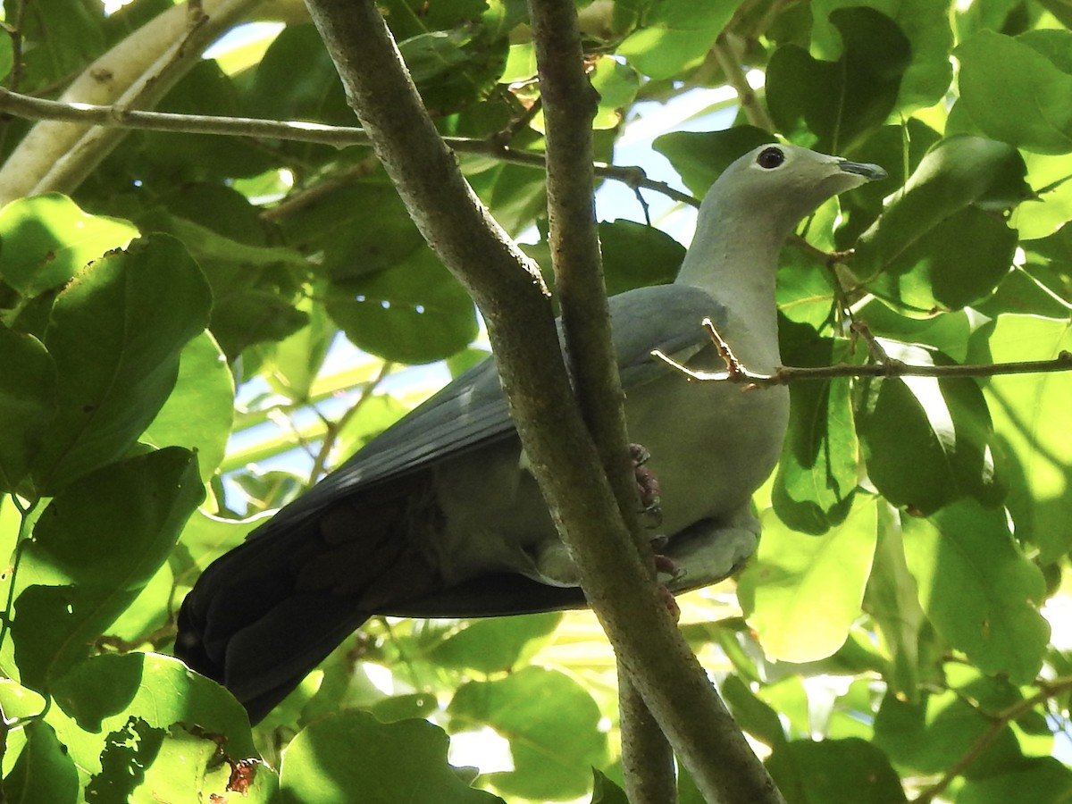 Island Imperial-Pigeon - ML618354061