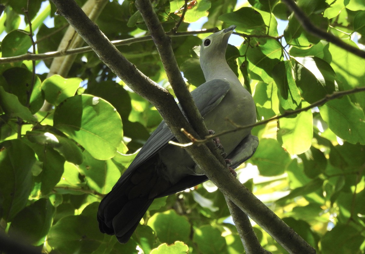 Island Imperial-Pigeon - ML618354062