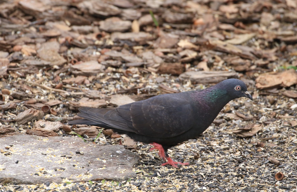 Rock Pigeon (Feral Pigeon) - ML618354064