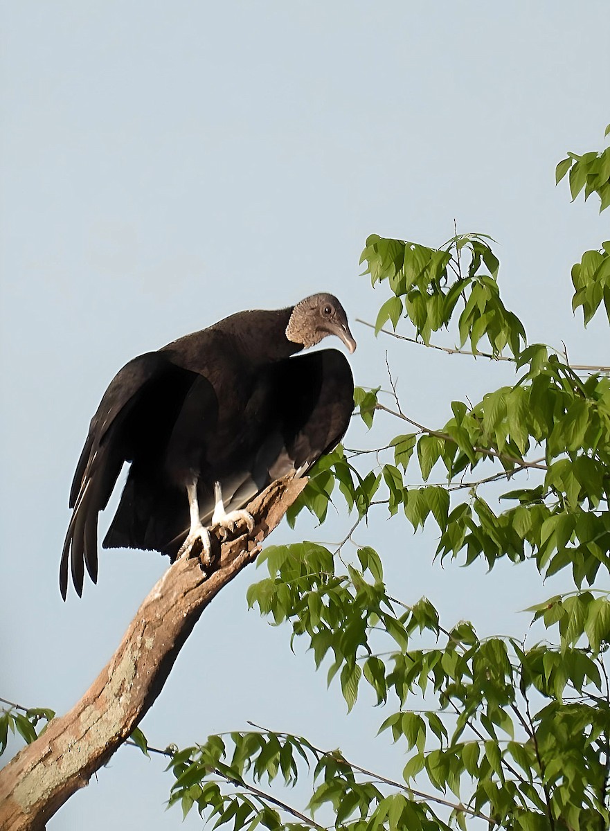 Black Vulture - ML618354070