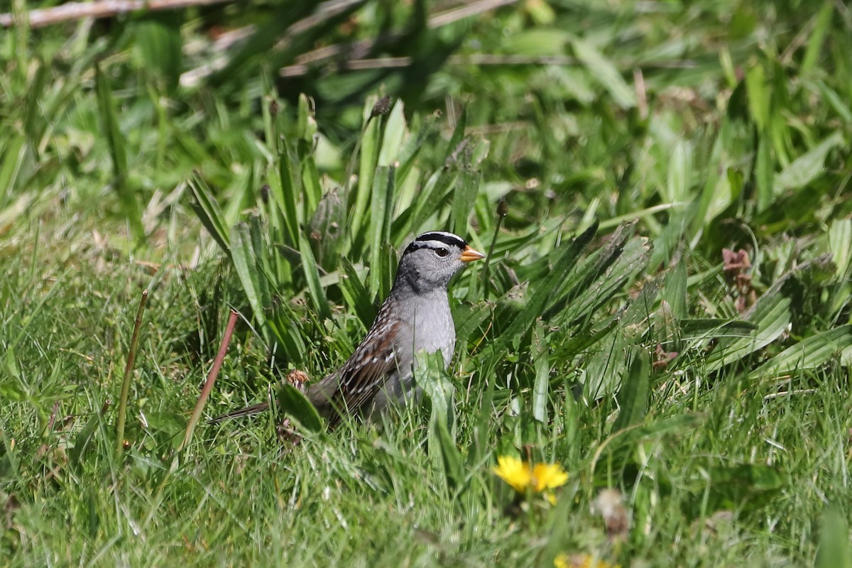 White-crowned Sparrow - ML618354081