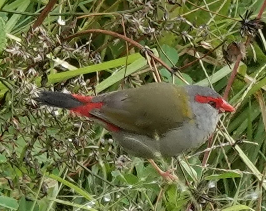 Red-browed Firetail - ML618354082