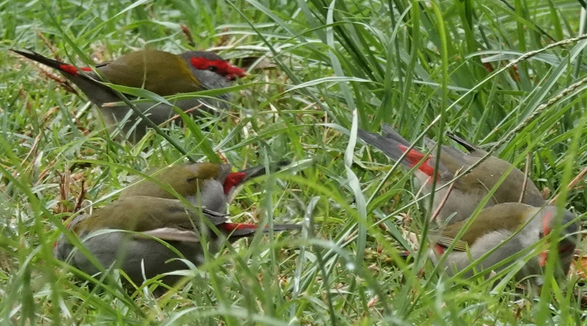 Red-browed Firetail - ML618354083