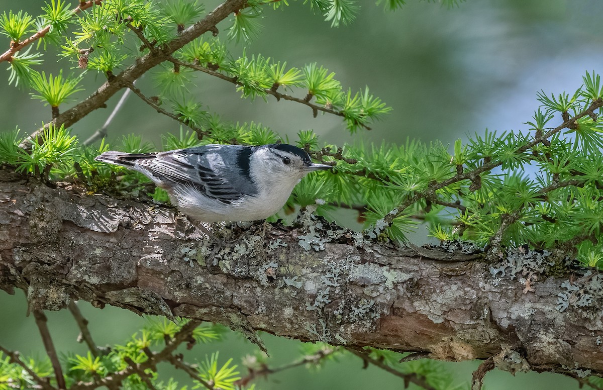 White-breasted Nuthatch - ML618354092