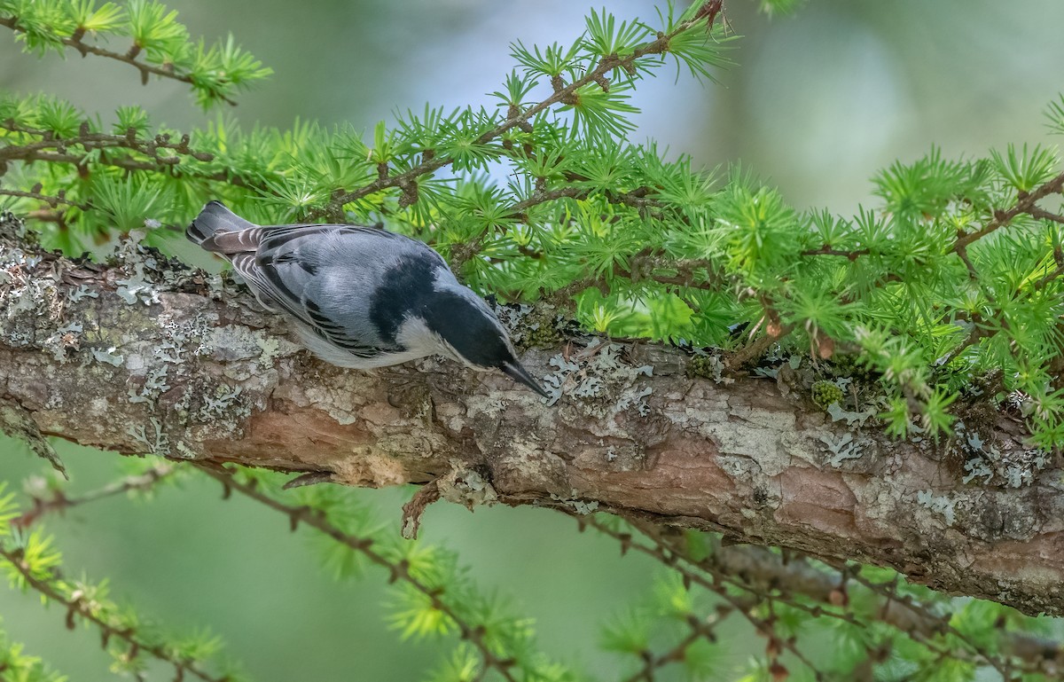 White-breasted Nuthatch - ML618354093