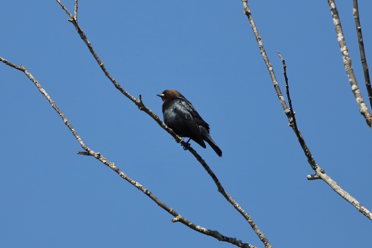 Brown-headed Cowbird - ML618354095