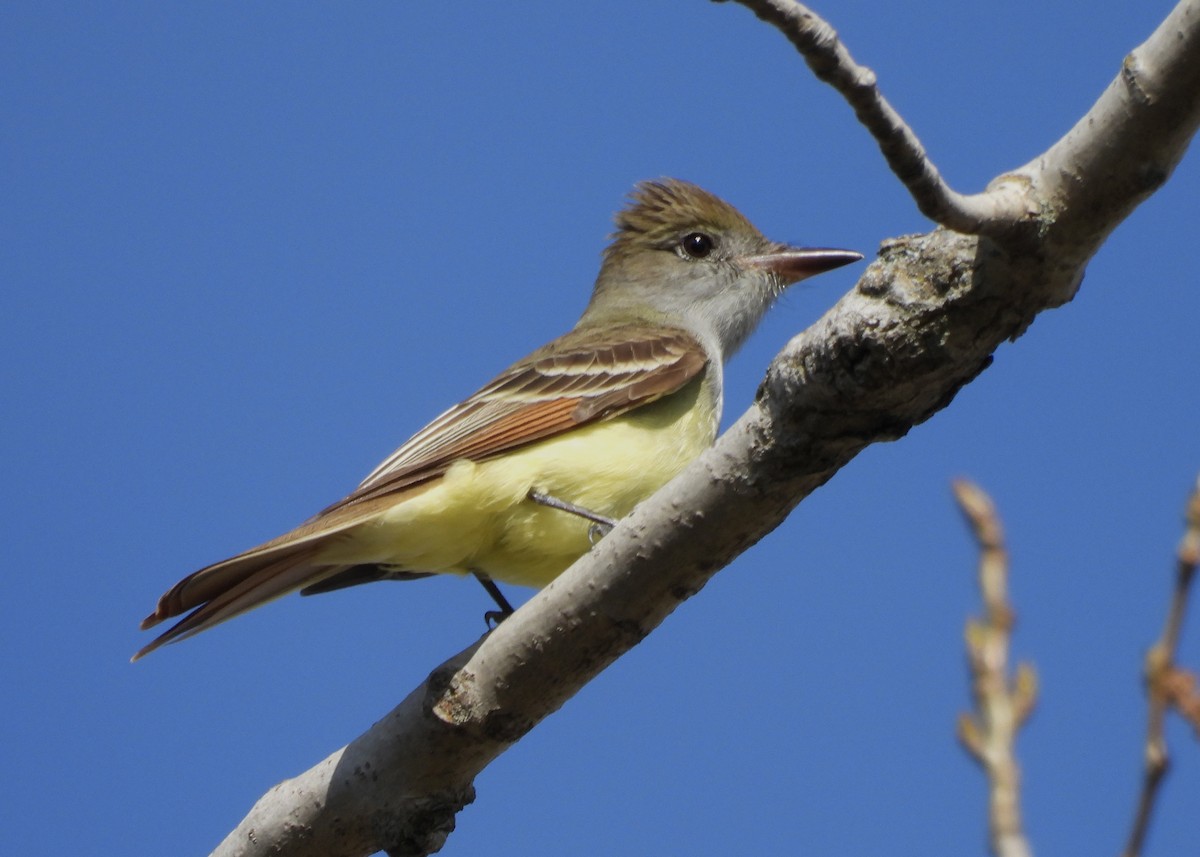 Great Crested Flycatcher - ML618354130