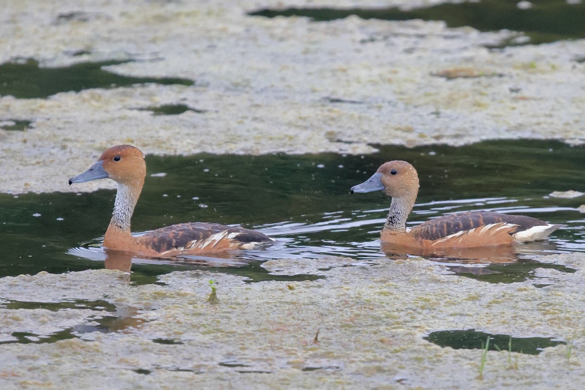 Fulvous Whistling-Duck - David Lewis