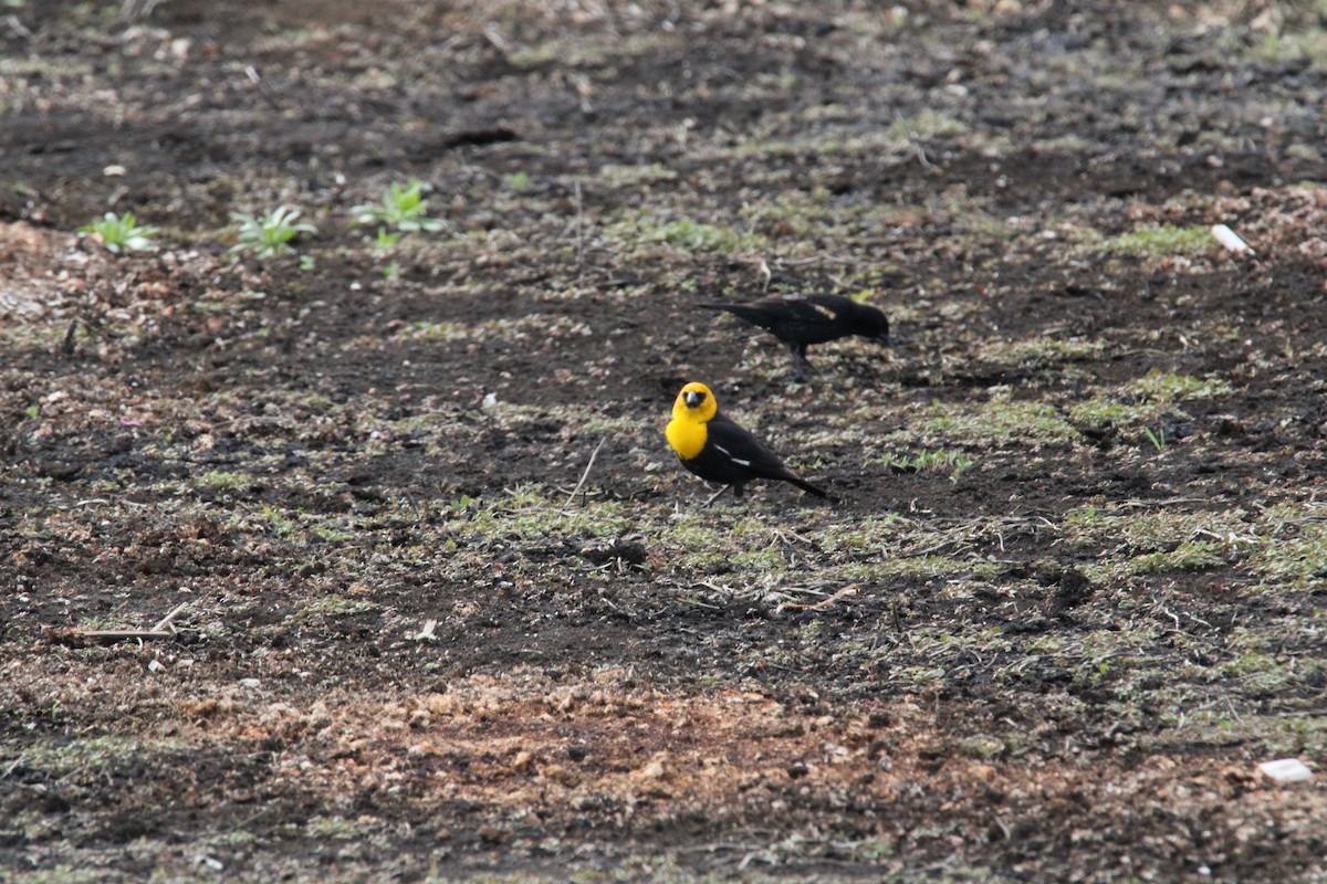 Yellow-headed Blackbird - ML618354159