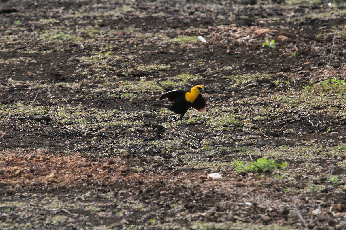 Yellow-headed Blackbird - ML618354164
