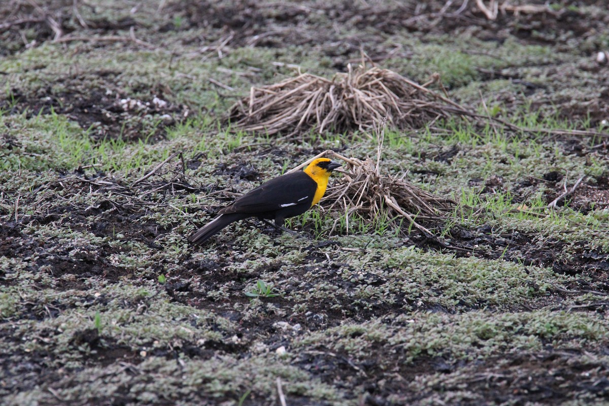 Yellow-headed Blackbird - ML618354168
