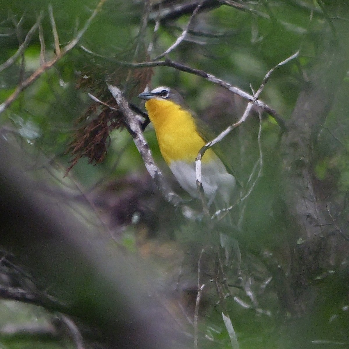 Yellow-breasted Chat - ML618354188