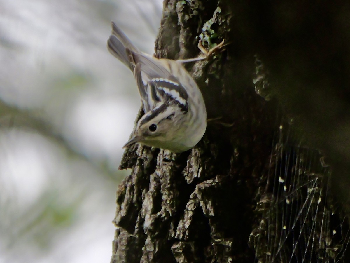 Black-and-white Warbler - ML618354203