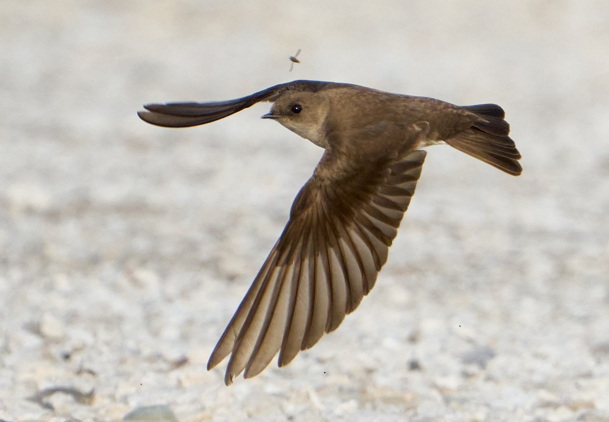 Northern Rough-winged Swallow - ML618354206