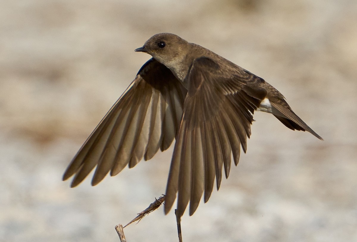 Northern Rough-winged Swallow - ML618354214