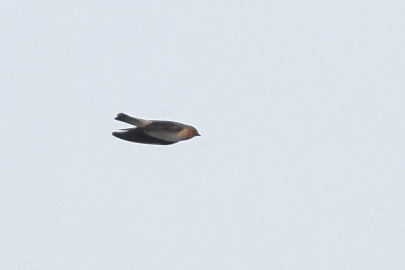 Cave Swallow - ML618354239