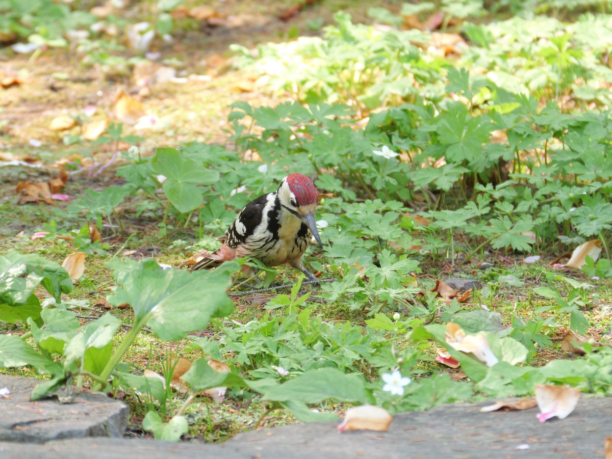 White-backed Woodpecker - ML618354241
