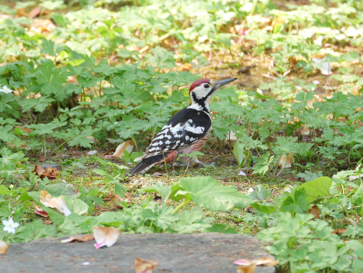 White-backed Woodpecker - ML618354242
