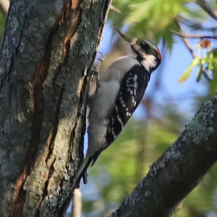 Hairy Woodpecker - Charles (PAT) Dollard