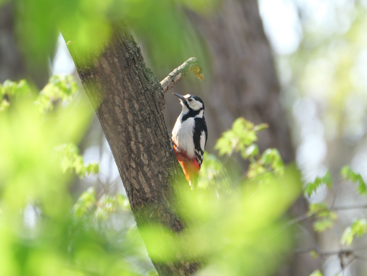 Great Spotted Woodpecker - ML618354254
