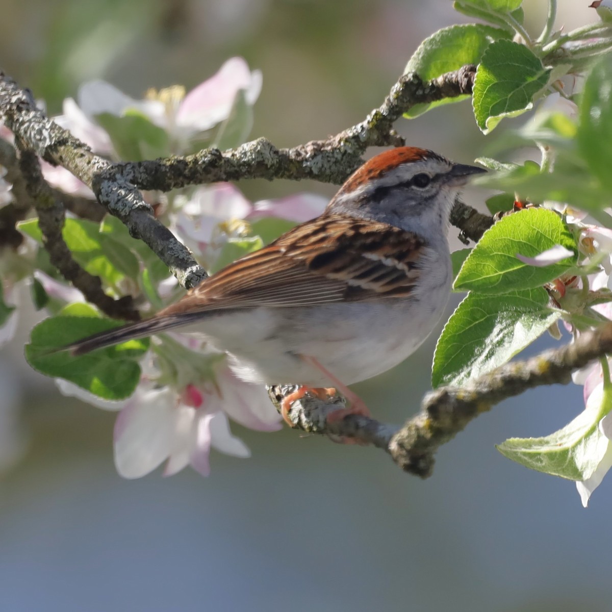 Chipping Sparrow - ML618354262