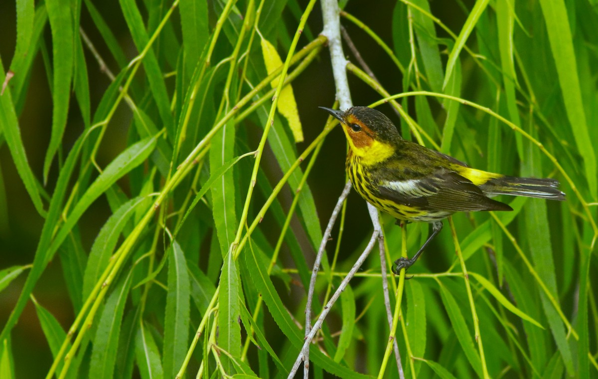 Cape May Warbler - ML618354274