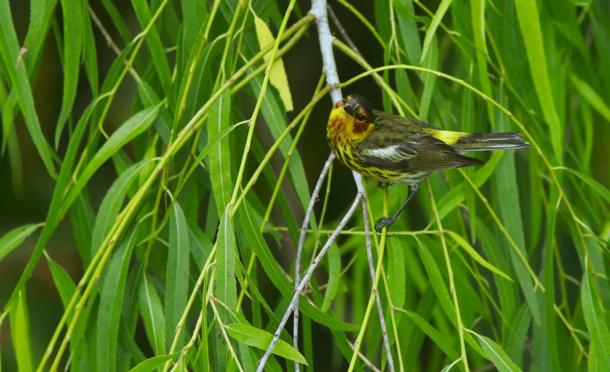 Cape May Warbler - ML618354275