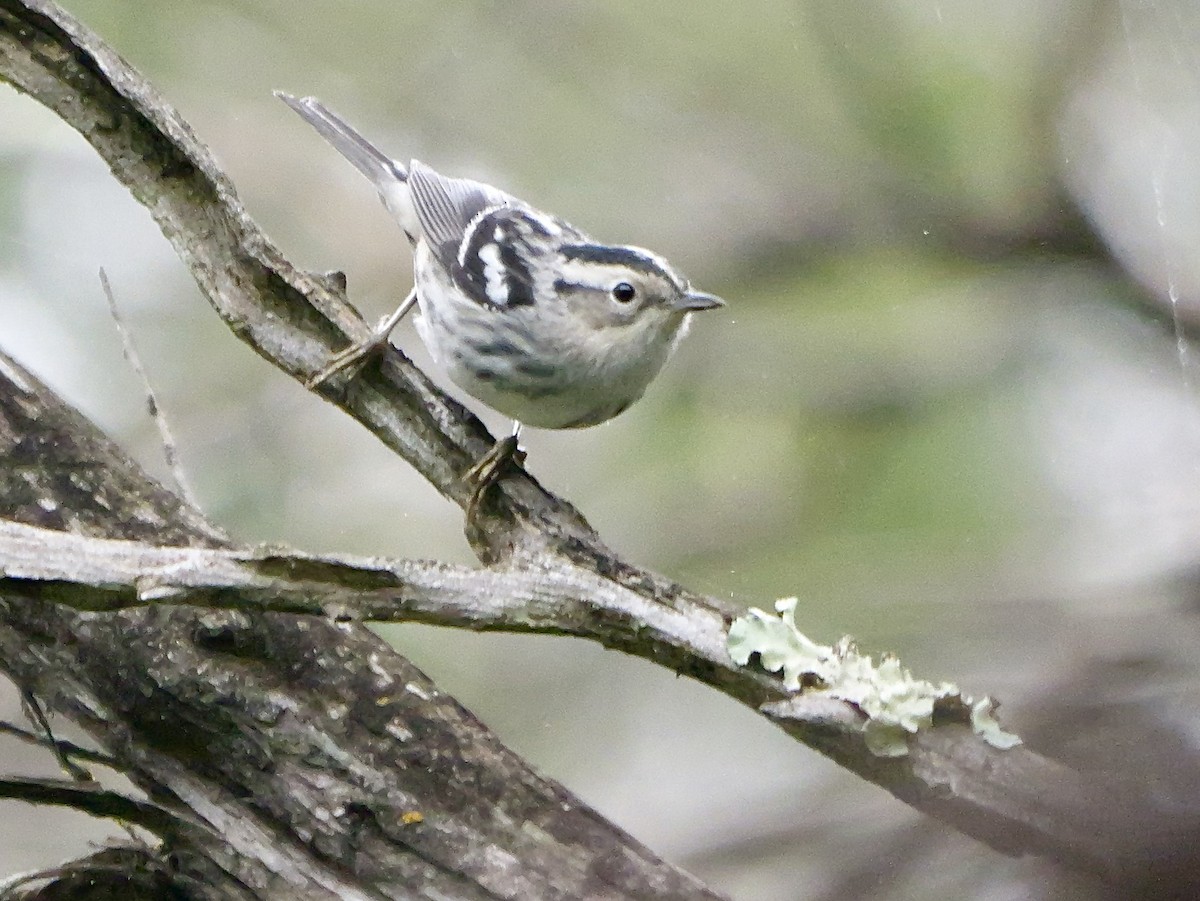 Black-and-white Warbler - ML618354289